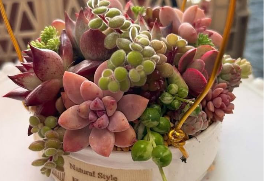 多肉植物寄せ植え教室